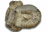 Fossil Heteromorph (Nostoceras) Ammonite Cluster - Madagascar #314943-1